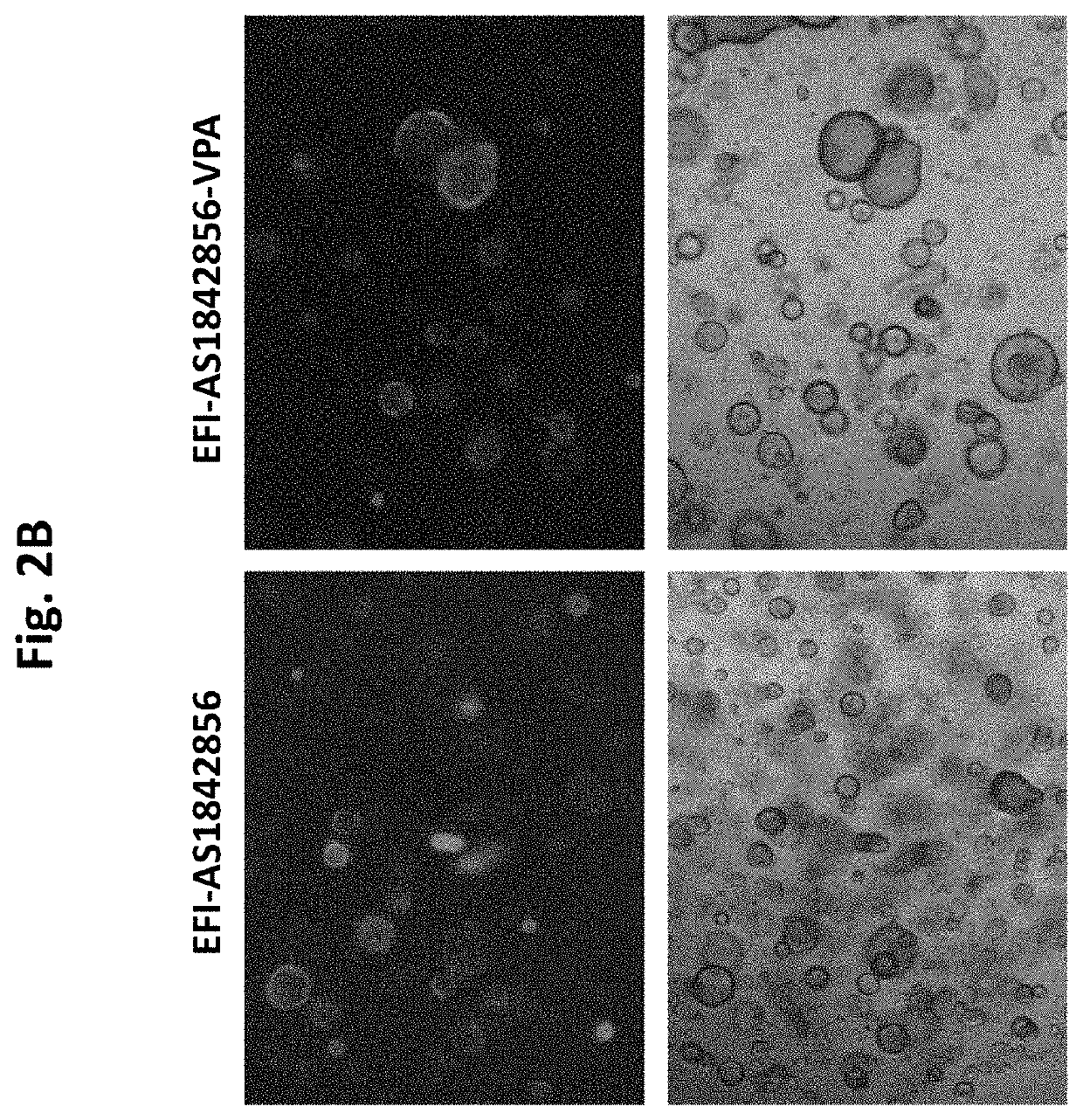 Compositions and methods for generating hair cells by downregulating foxo