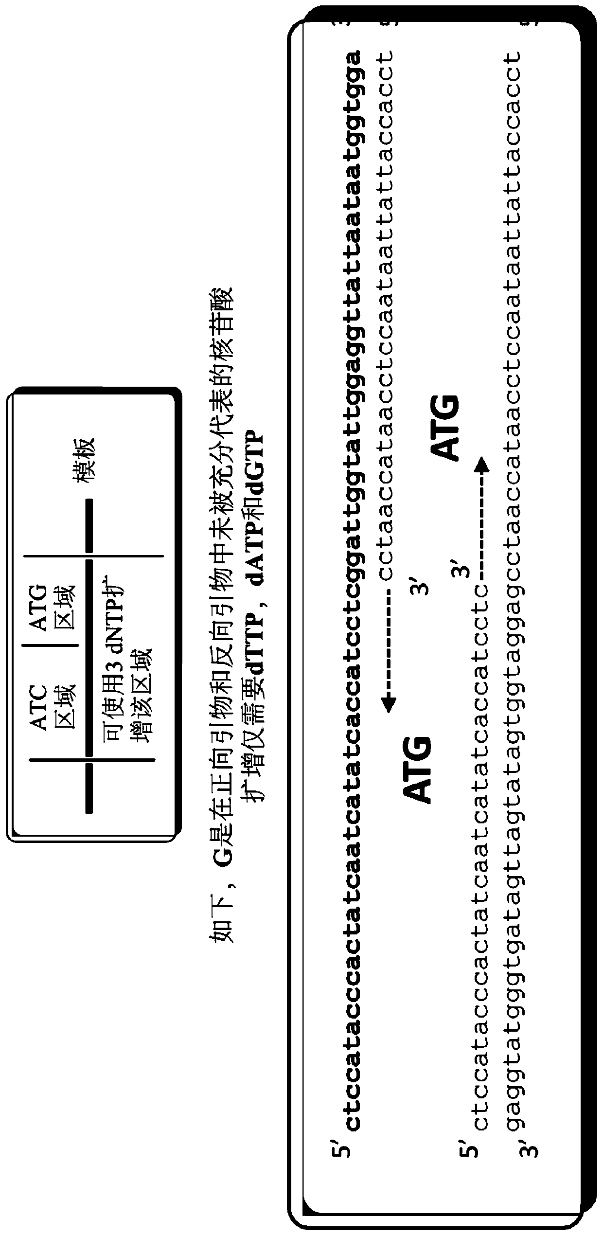 Digital amplification with primers of limited nucleotide composition