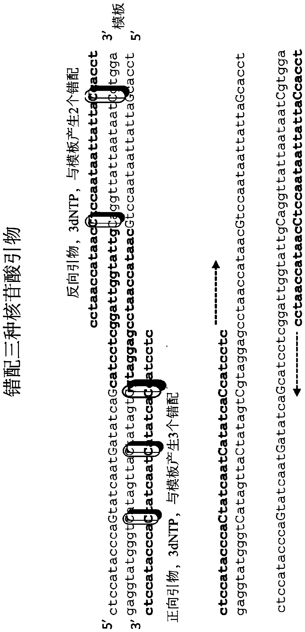 Digital amplification with primers of limited nucleotide composition