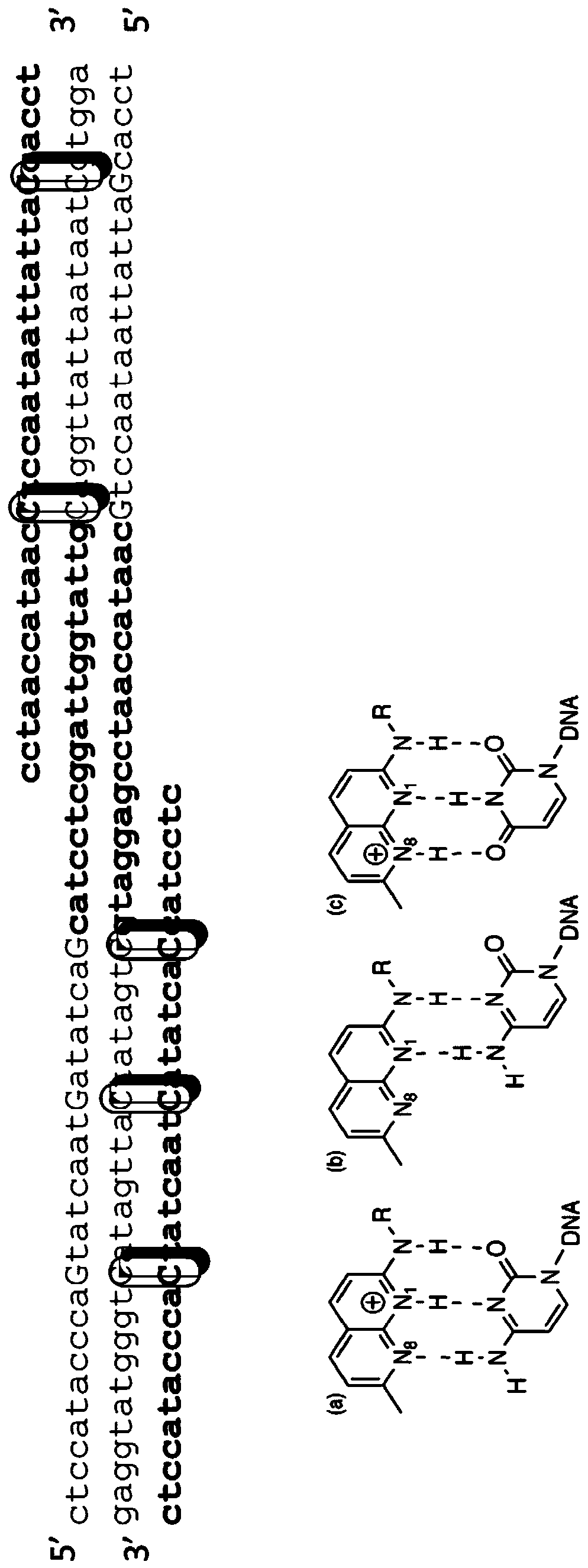 Digital amplification with primers of limited nucleotide composition