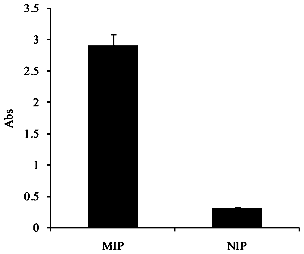 Preparation method and application of targeted enzyme immobilized carrier based on magnetic molecular imprinting technology