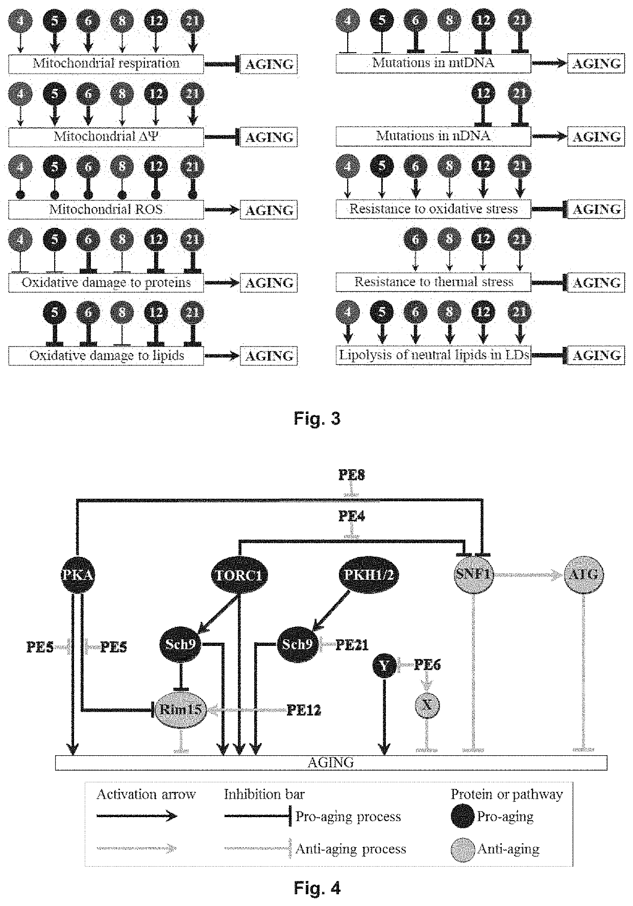 Anti-aging composition comprising a plant extract