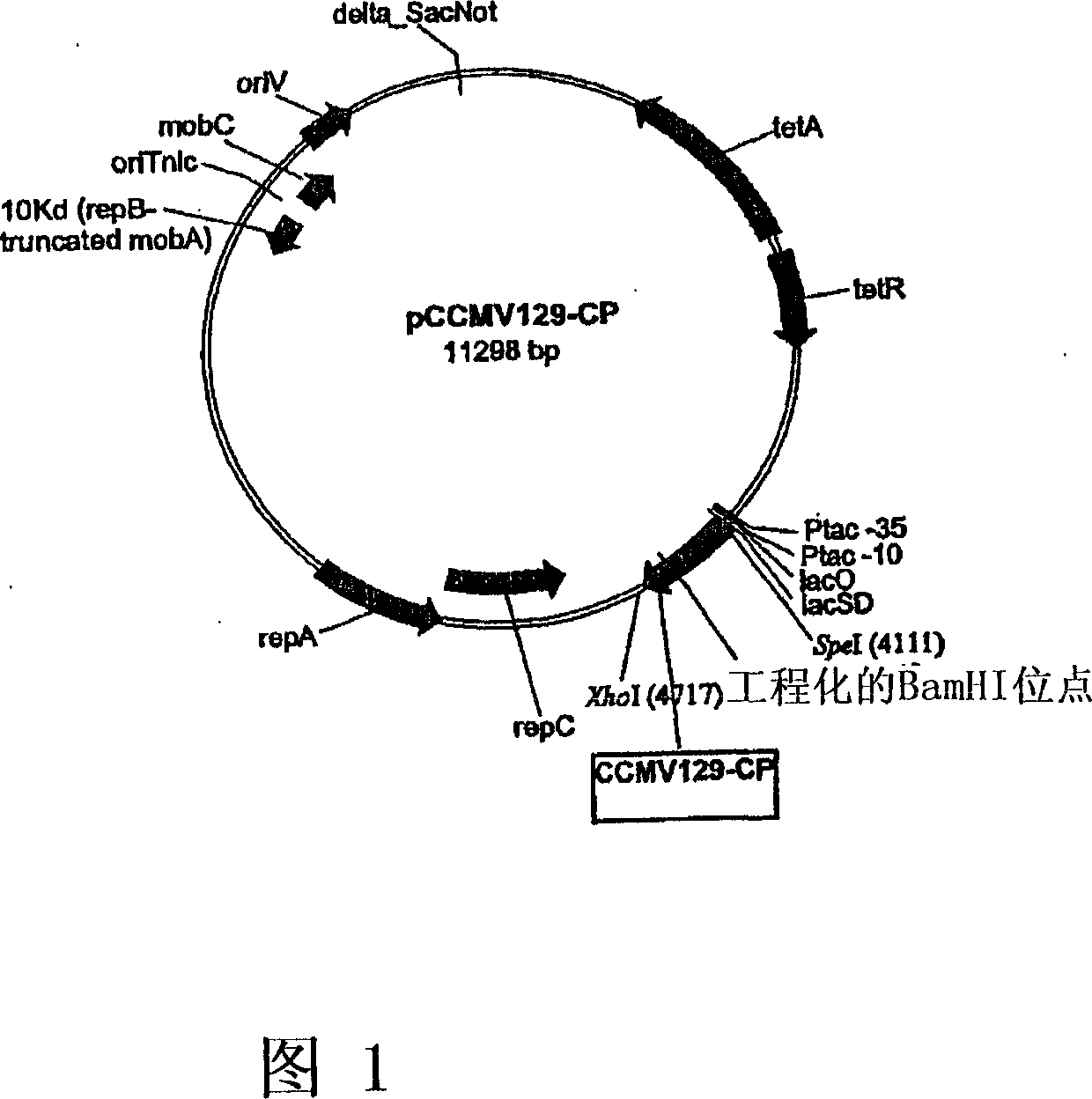 Recombinant icosahedral virus like particle production in pseudomonads