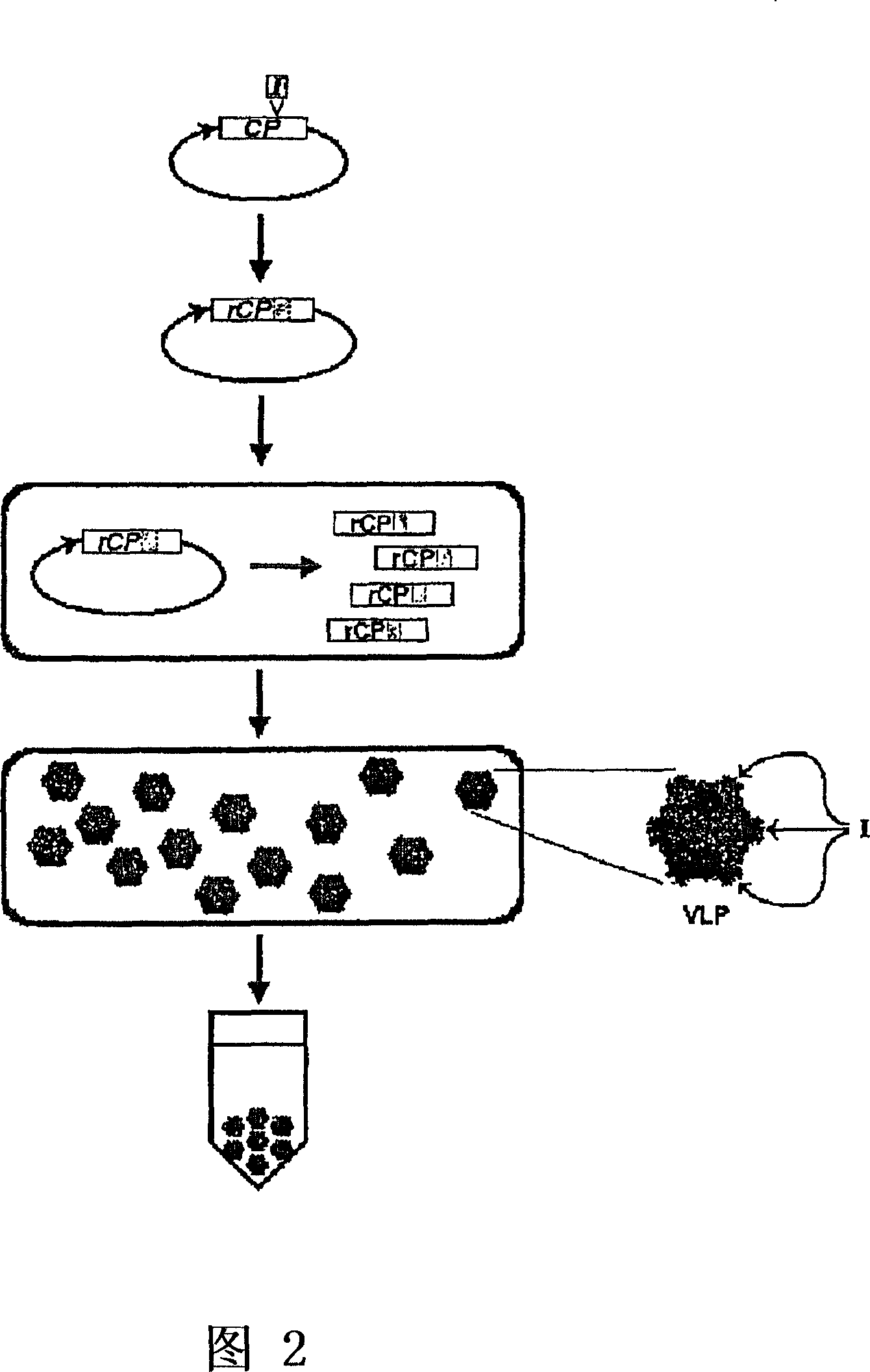 Recombinant icosahedral virus like particle production in pseudomonads