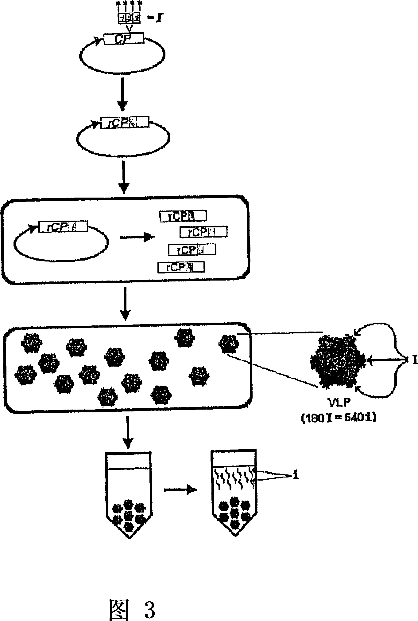 Recombinant icosahedral virus like particle production in pseudomonads