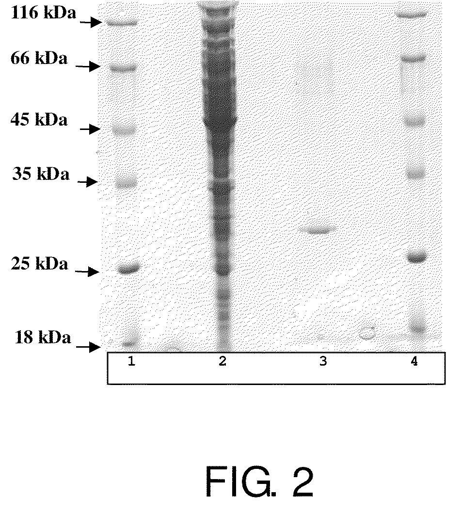 Aldolase and production process of 4-hydroxy-L-isoleucine