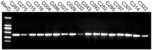 An SNP marker for identifying Corydalis turtschaninovii Bess., an allele-specific PCR process and application