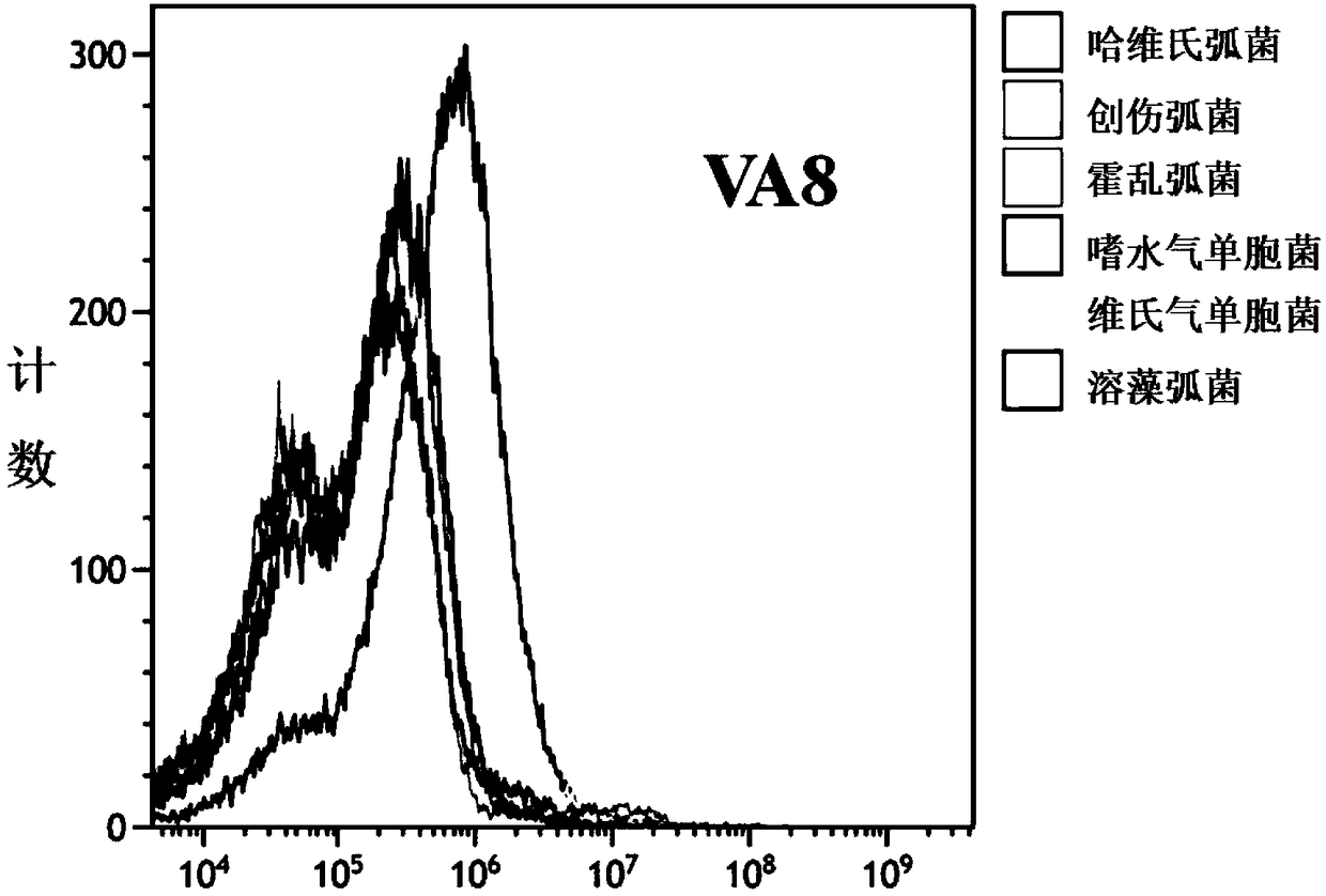 Nucleic acid aptamer and application thereof to detect pathogenic vibrio alginolyticus