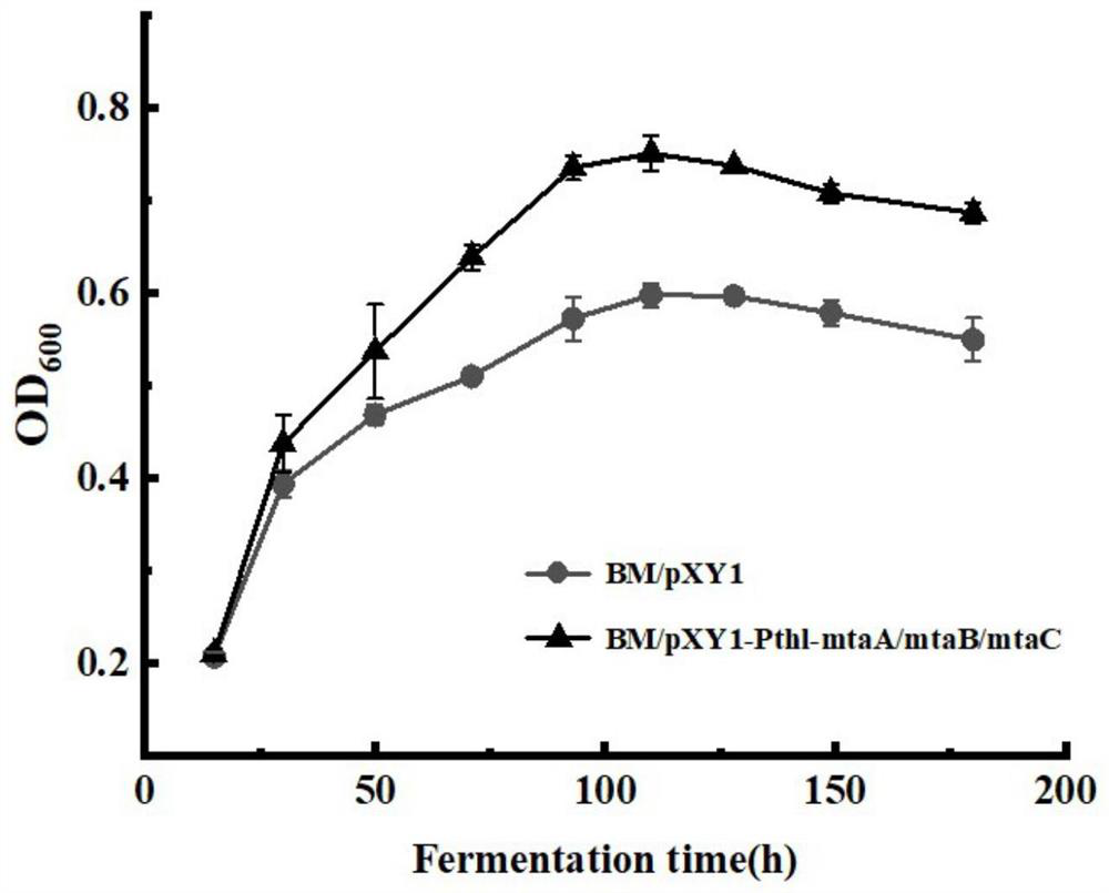 Recombinant bacillus methylotrophicus as well as construction method and application thereof