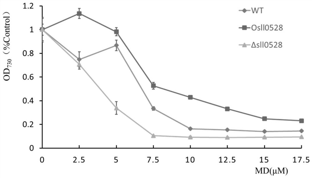 Application of sll0528 gene in improving oxidative stress tolerance of Synechocystis pcc6803