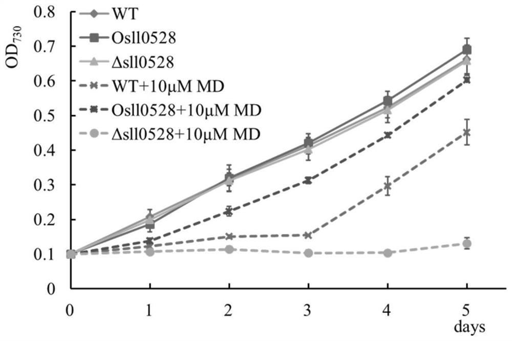 Application of sll0528 gene in improving oxidative stress tolerance of Synechocystis pcc6803