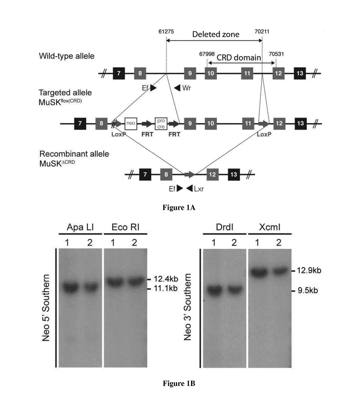 Methods for treating neuromuscular junction-related diseases