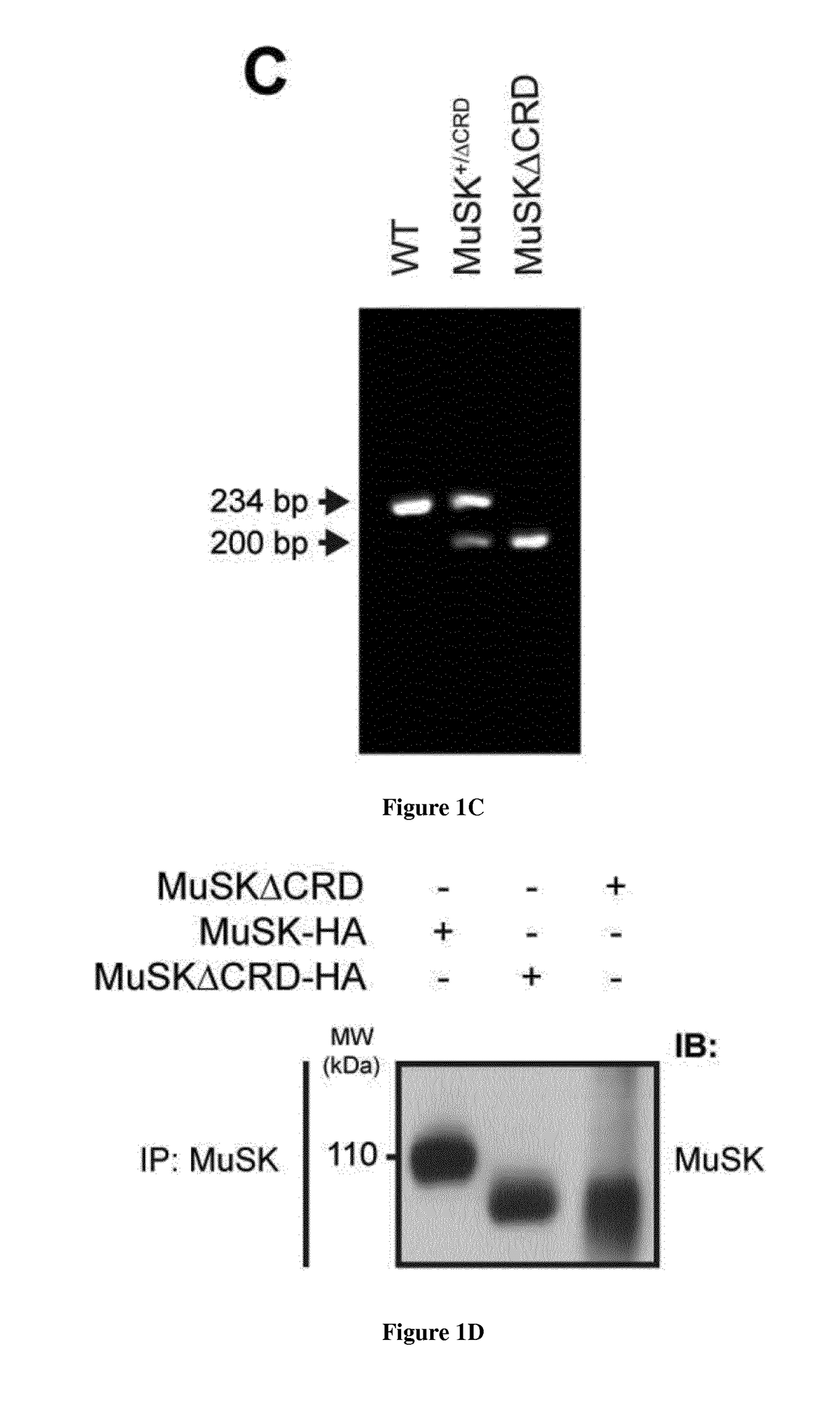 Methods for treating neuromuscular junction-related diseases