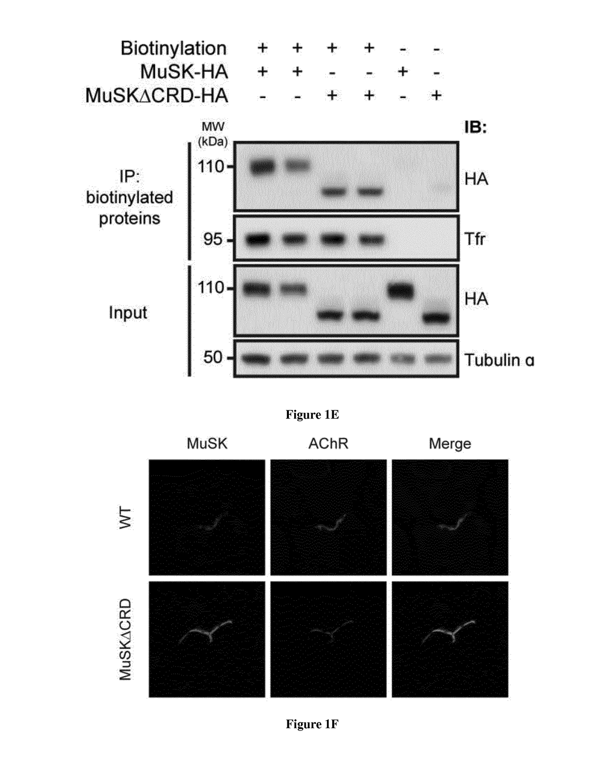 Methods for treating neuromuscular junction-related diseases