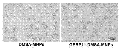 Preparation method of mri/pet dual-mode molecular imaging probe for atherosclerotic vulnerable plaque