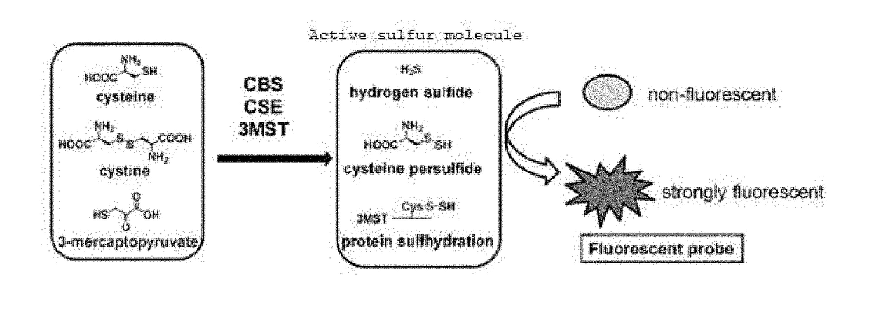 Sulfane sulfur-selective fluorescent probe