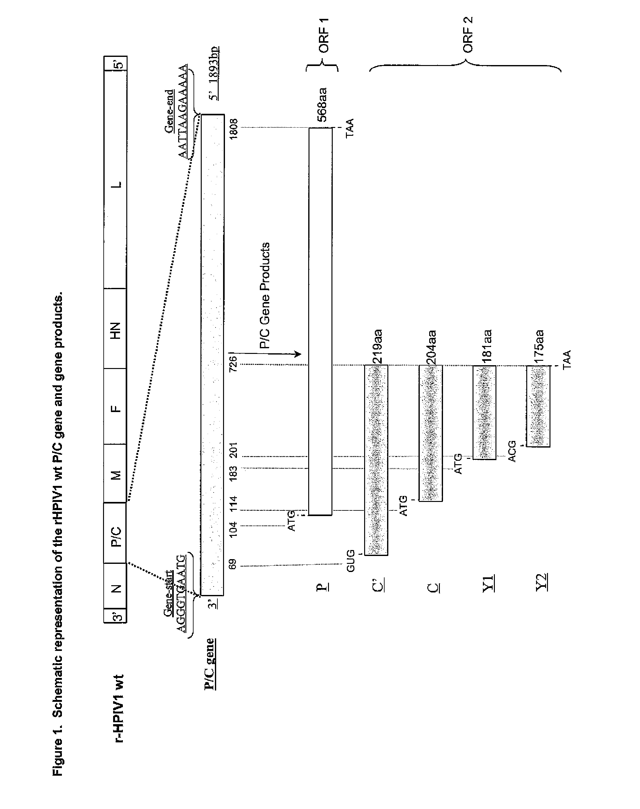 Human parainfluenza viruses having separated p and c genes