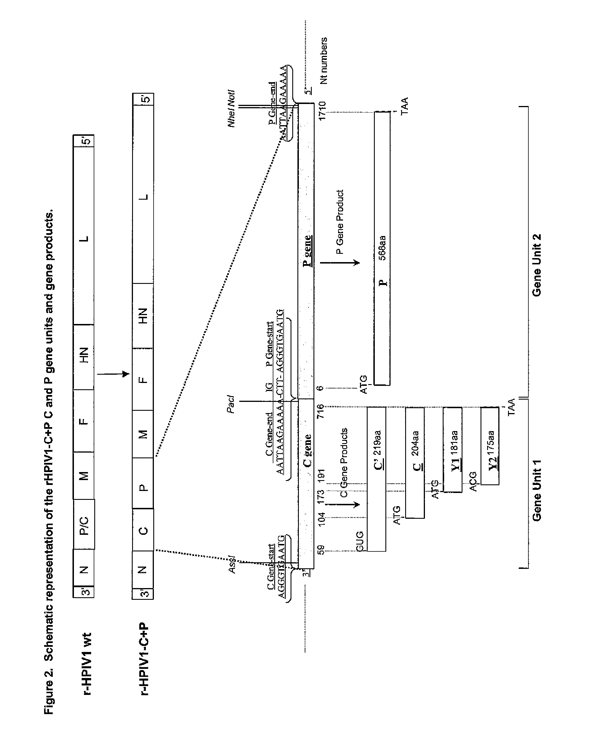 Human parainfluenza viruses having separated p and c genes