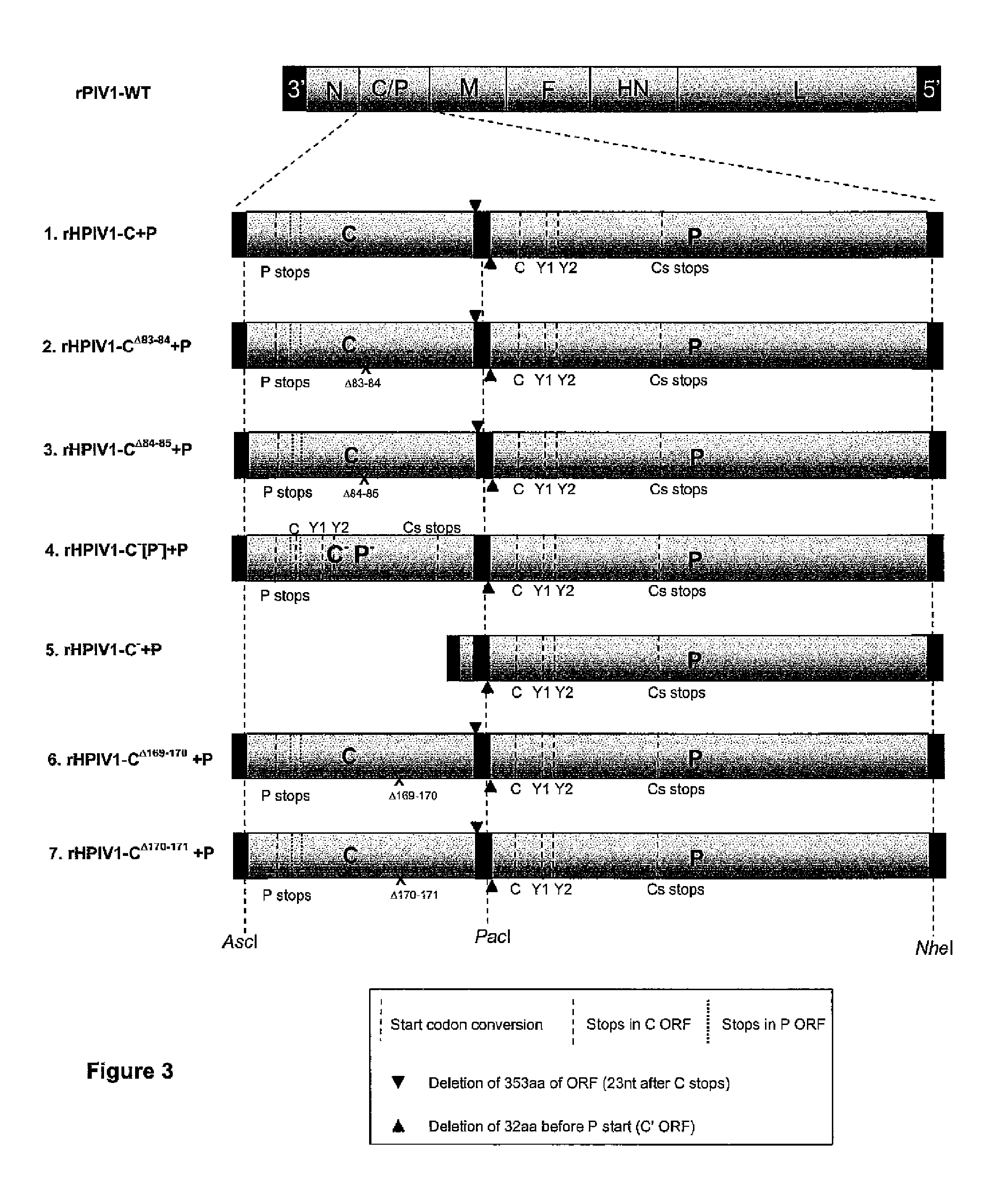 Human parainfluenza viruses having separated p and c genes