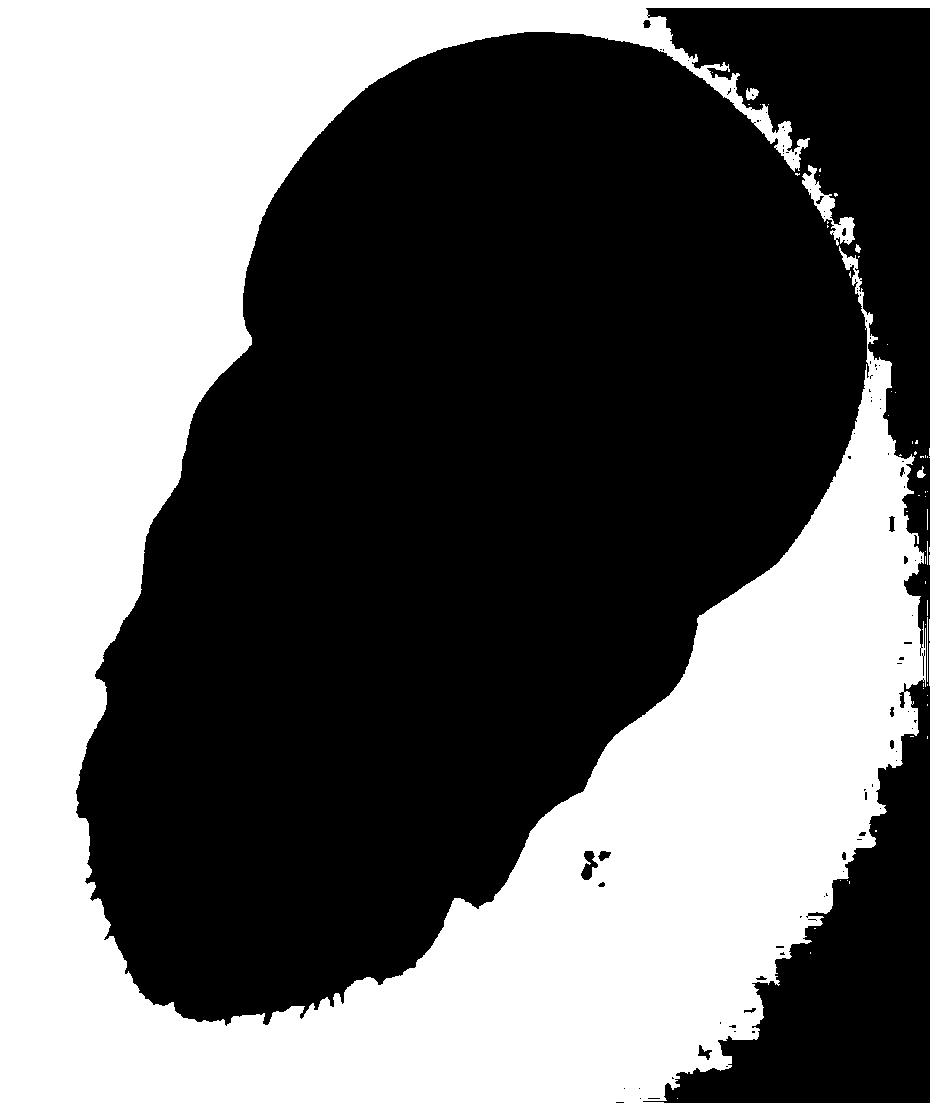 Coccid slide specimen manufacturing method