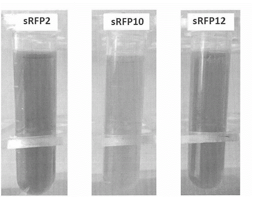 Multiple improved orange/red fluorescence protein