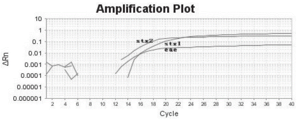 Primer and probe group for detecting enterohemorrhagic escherichia coli, kit and PCR (polymerase chain reaction) detection method