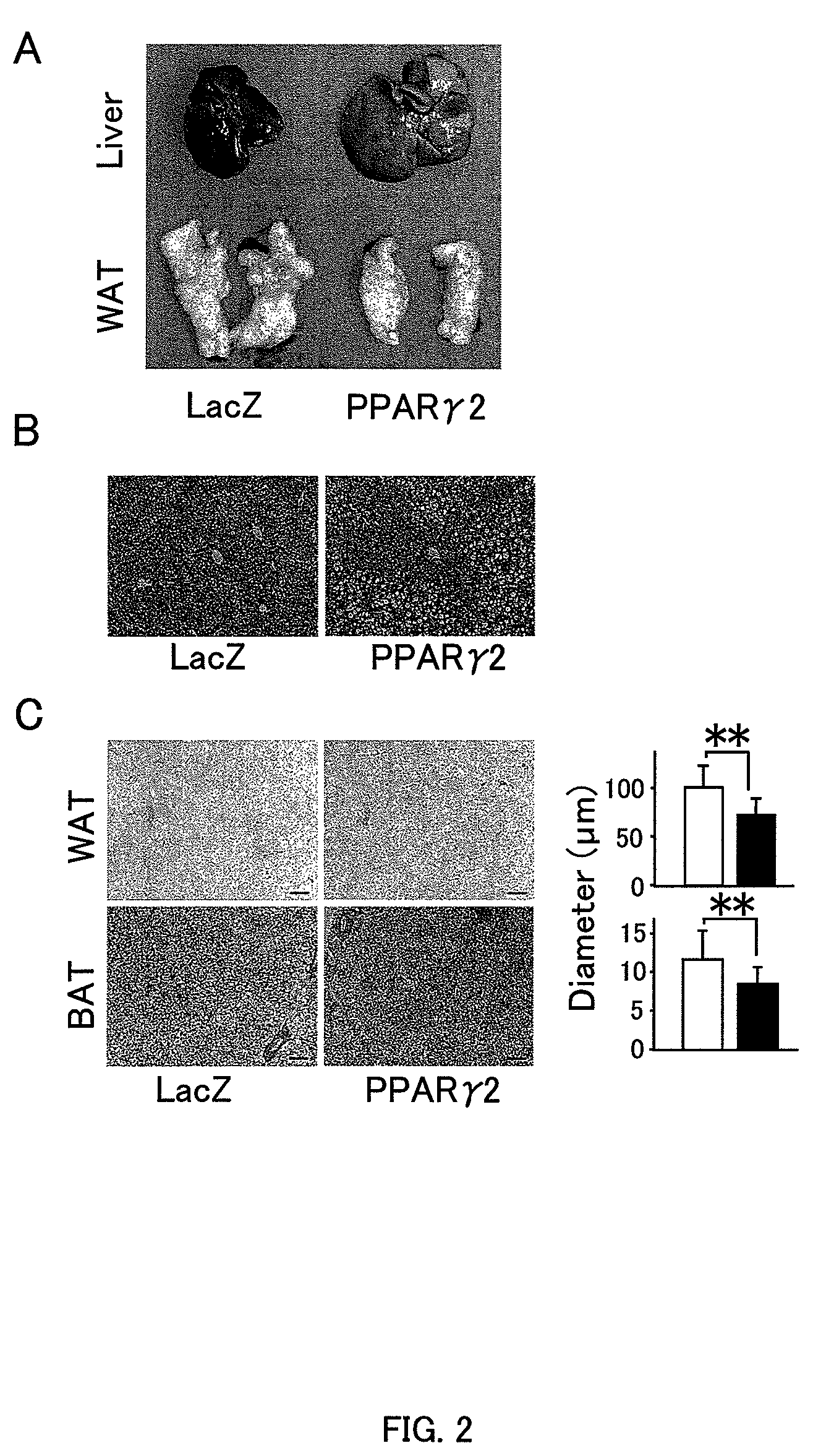 Method for activating efferent sympathetic nerves innervating adipose tissues to improve obesity and symptoms associated therewith