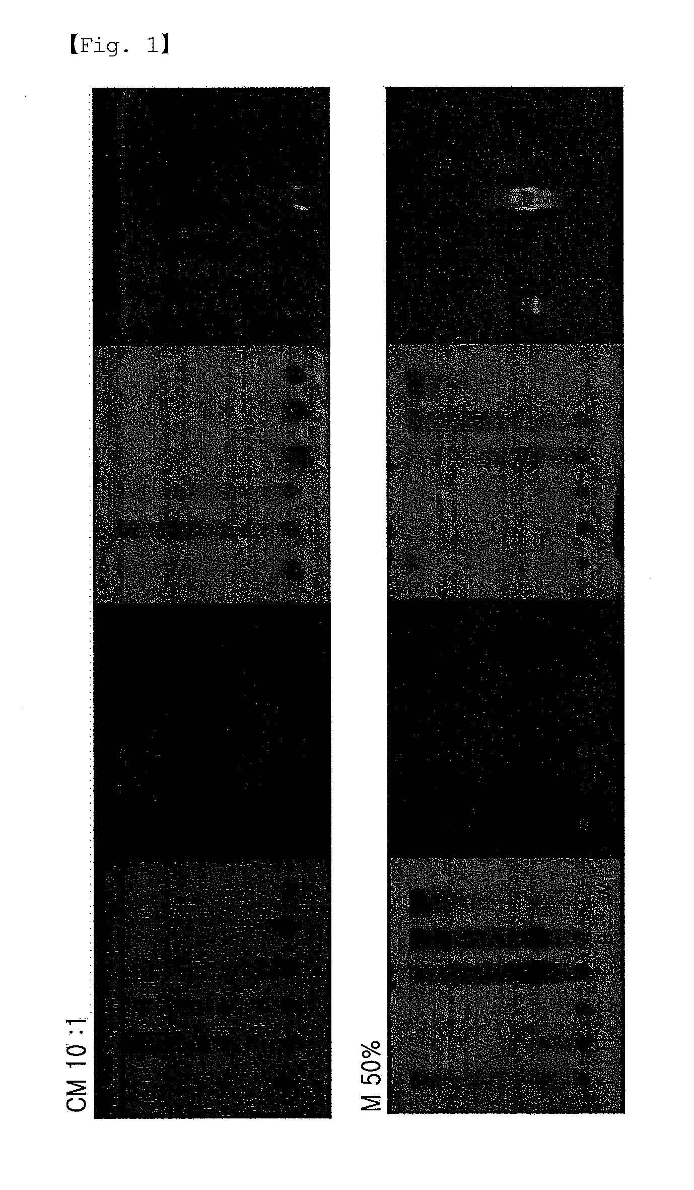 Pharmaceutical composition for preventing or treating inflammatory diseases or asthma, containing lagerstroemia ovalifolia extract or fraction thereof as active ingredient