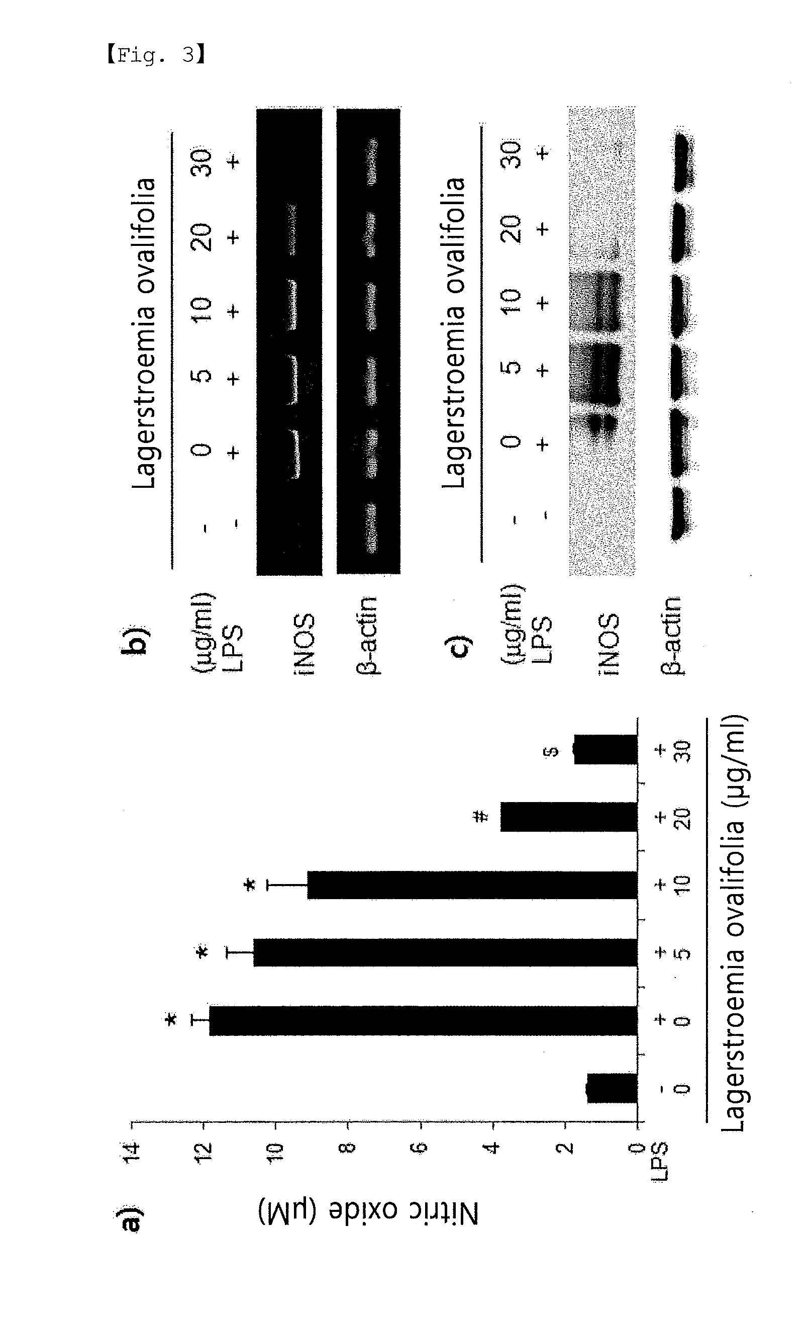 Pharmaceutical composition for preventing or treating inflammatory diseases or asthma, containing lagerstroemia ovalifolia extract or fraction thereof as active ingredient