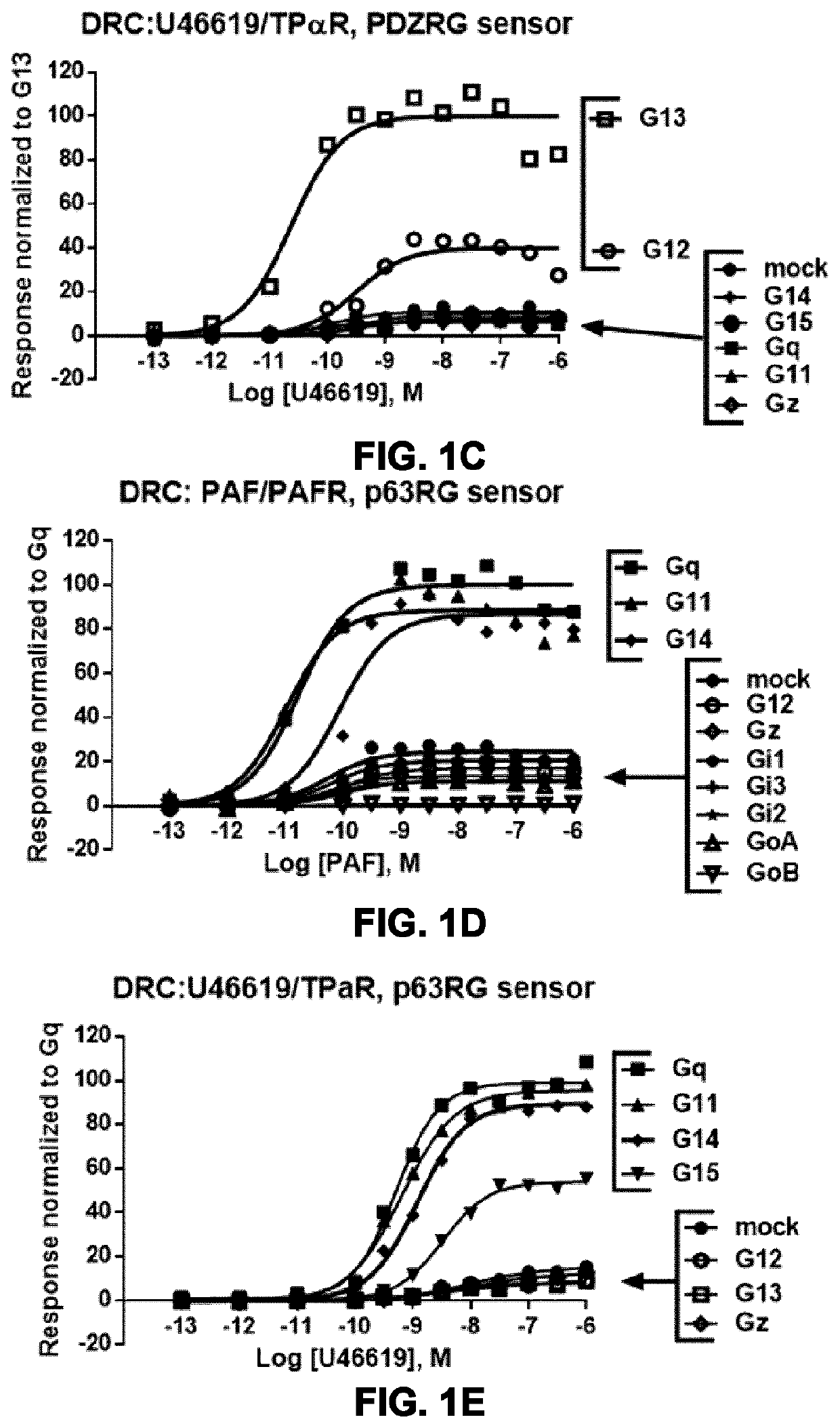 Systems and methods for the assessment of g-protein activation