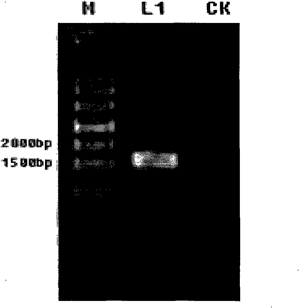 Strain for generating keratinase and application thereof