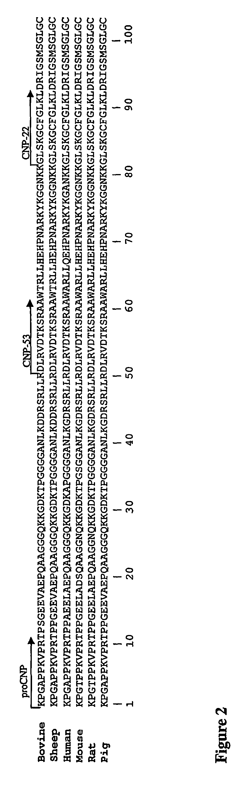 Assessment of skeletal growth using measurements of NT-CNP peptides