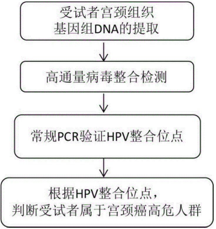 HPV-integrated gene sites related to occurrence of cervical carcinoma and application thereof