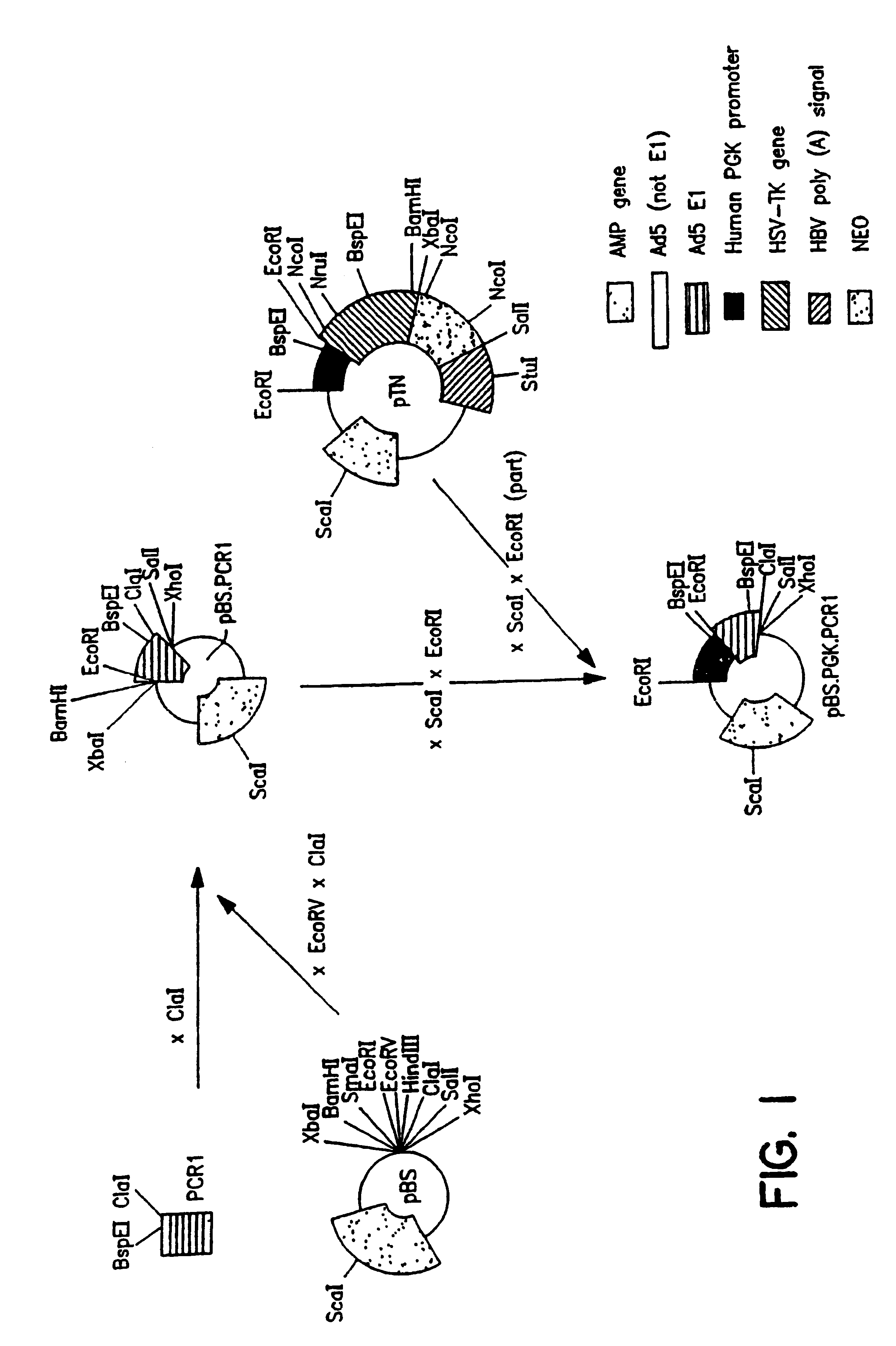 Packaging systems for human recombinant adenovirus to be used in gene therapy