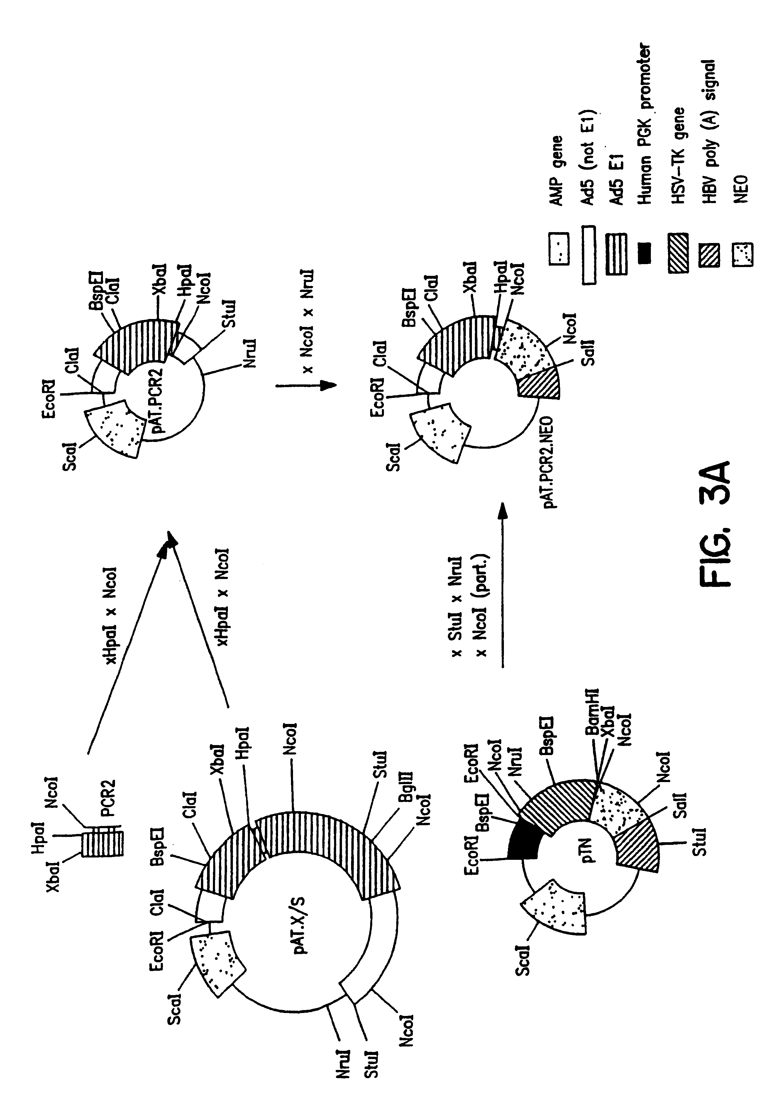 Packaging systems for human recombinant adenovirus to be used in gene therapy