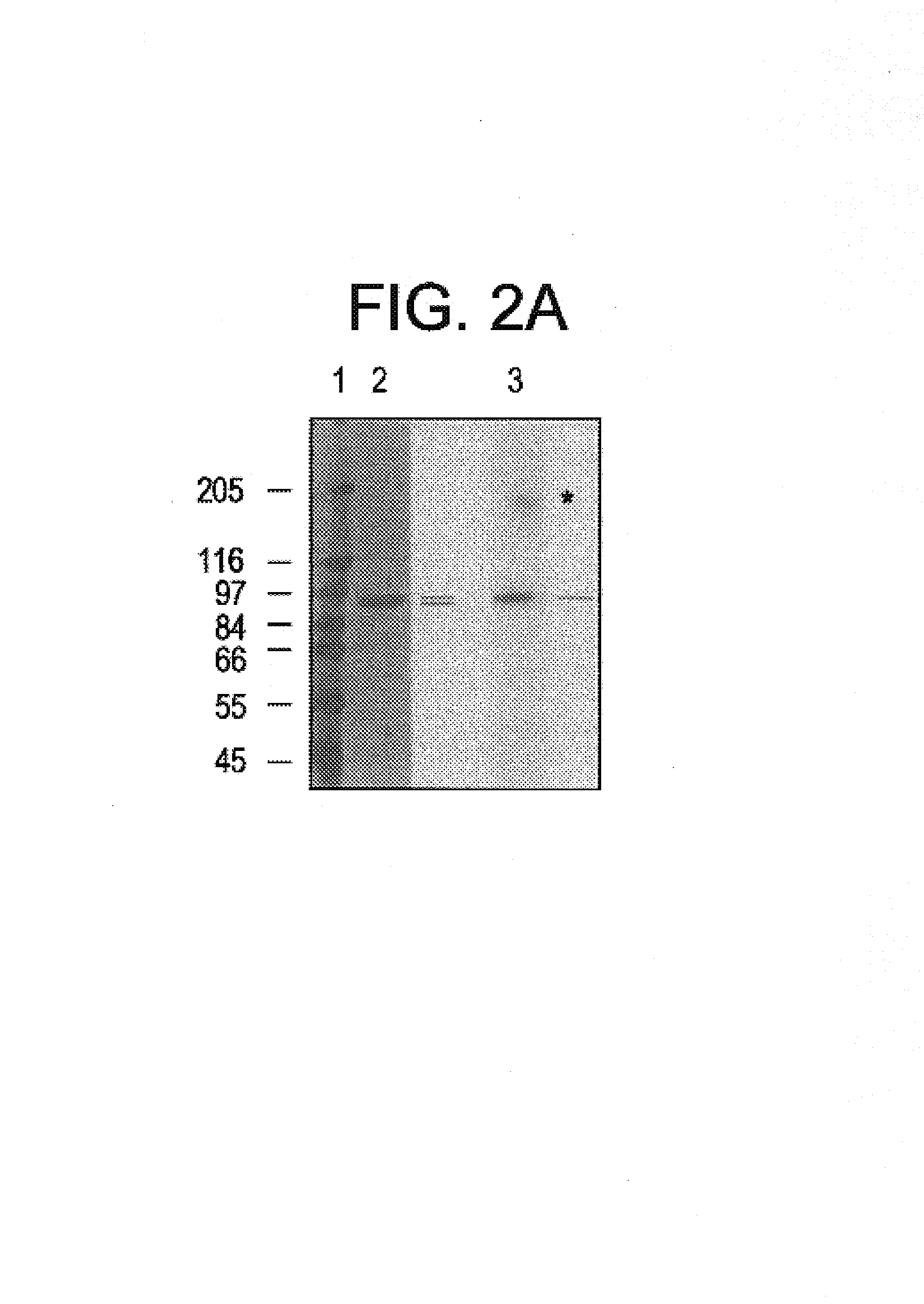 Purified STAT proteins and methods of purifying thereof