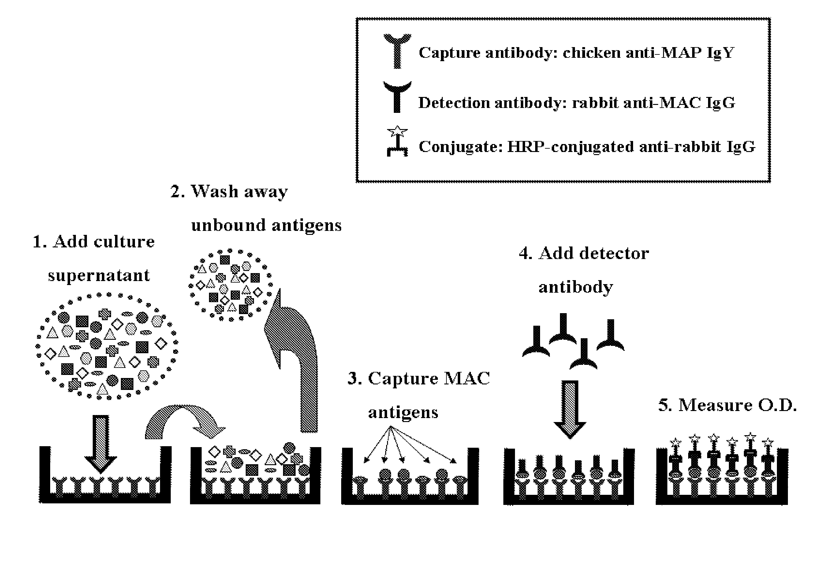 Mycobacterial culture screening test for mycobacterium avium complex bacteria