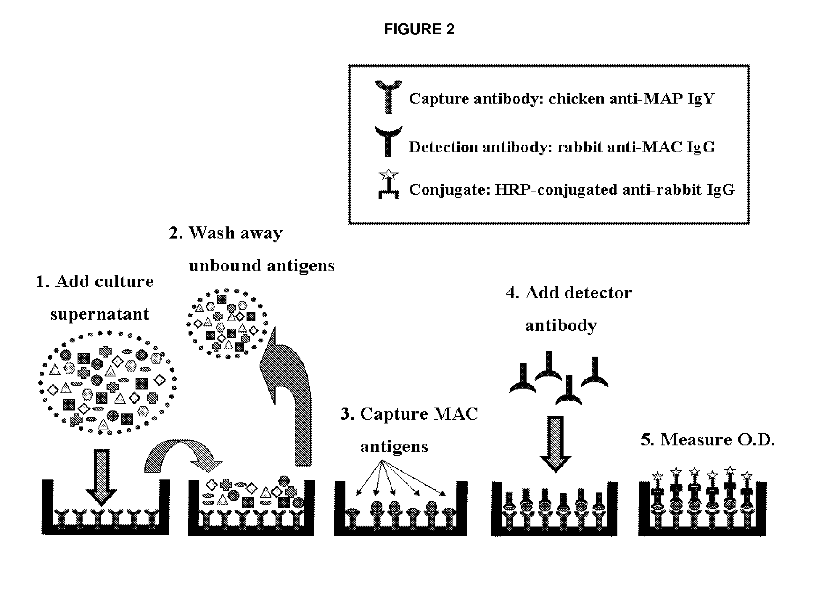 Mycobacterial culture screening test for mycobacterium avium complex bacteria