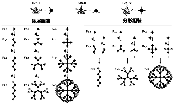 Multi-color fluorescent probe based on DNA nanostructure as well as preparation method and application of multi-color fluorescent probe