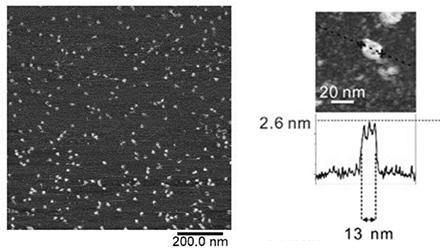 Multi-color fluorescent probe based on DNA nanostructure as well as preparation method and application of multi-color fluorescent probe