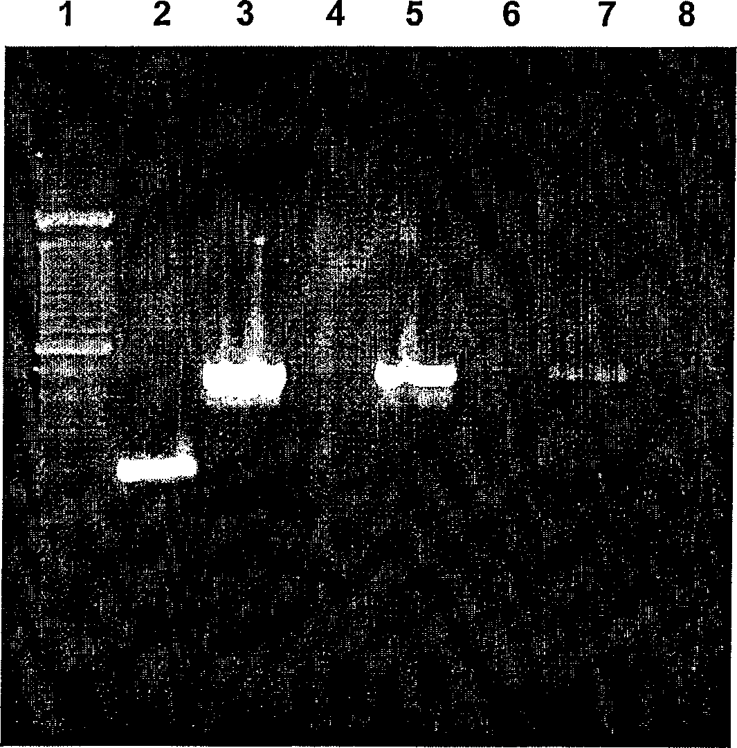 Method for isolating hepatocytes