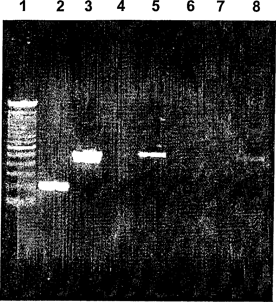 Method for isolating hepatocytes