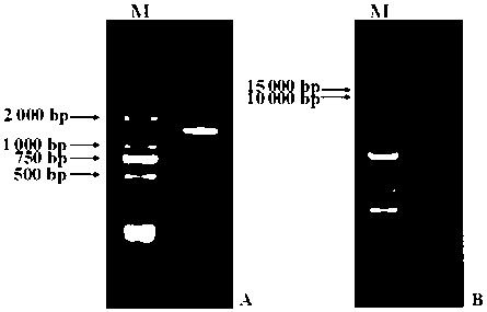 Inducible Promoter of Lilium Minjiang and Its Application