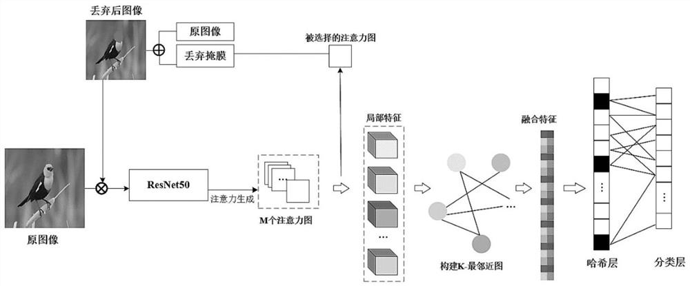 Fine-grained bird image retrieval method based on graph neural network and deep hash