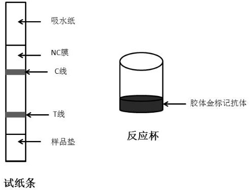 Pentoxyverine citrate hapten, antigen, antibody, detection device and preparation method