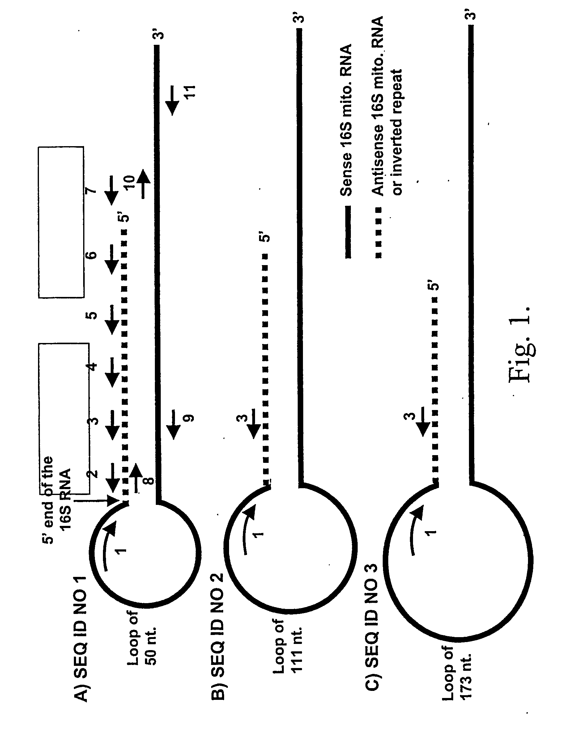 Markers for pre-cancer and cancer calls and the method to interfere with cell proliferation therein