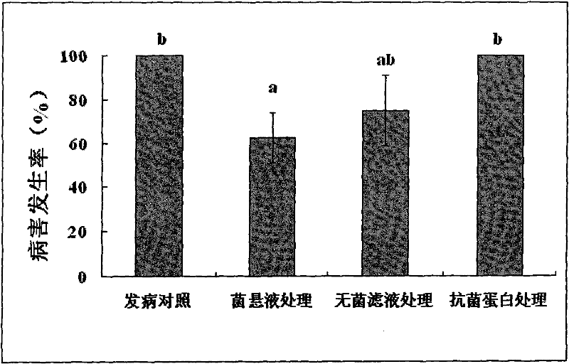 Paenibacillus polymyxa and application thereof