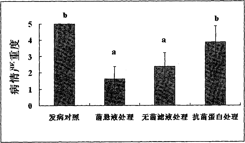 Paenibacillus polymyxa and application thereof