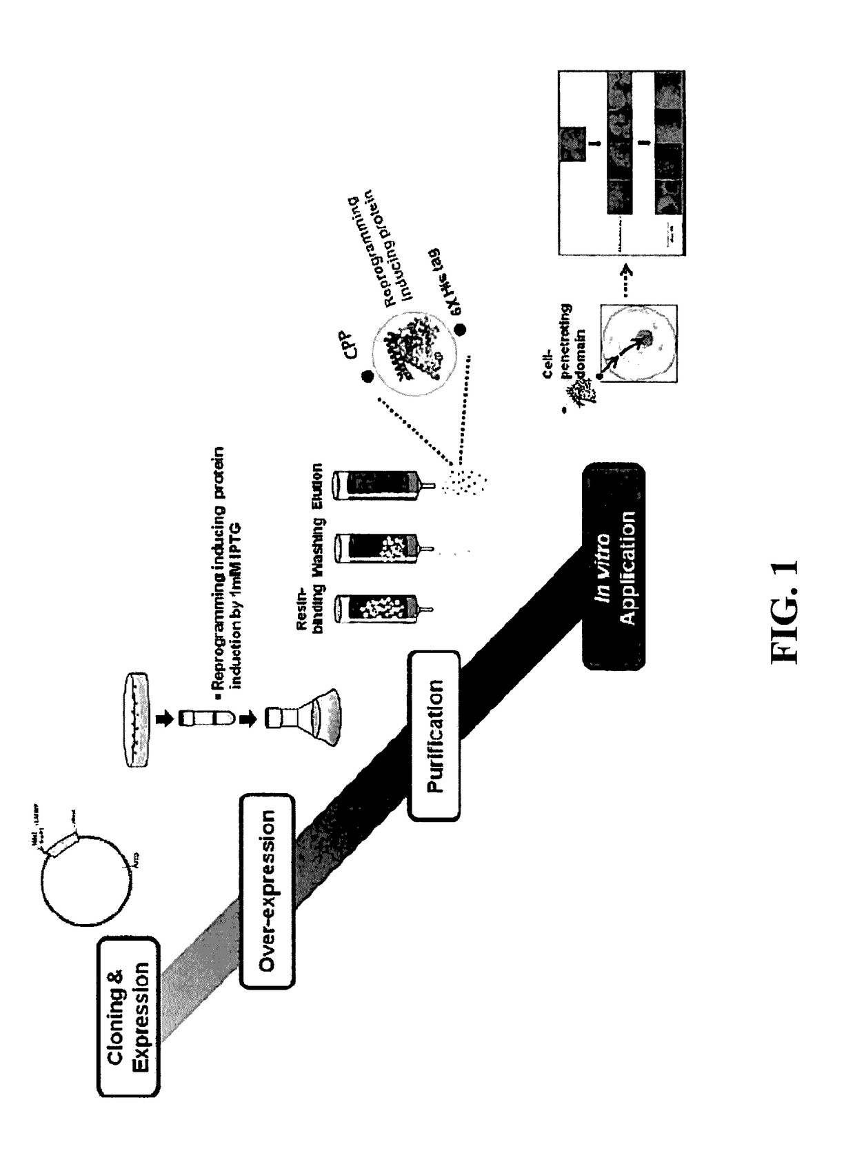 Cell permeable fusion protein for facilitating reprogramming induction and use thereof