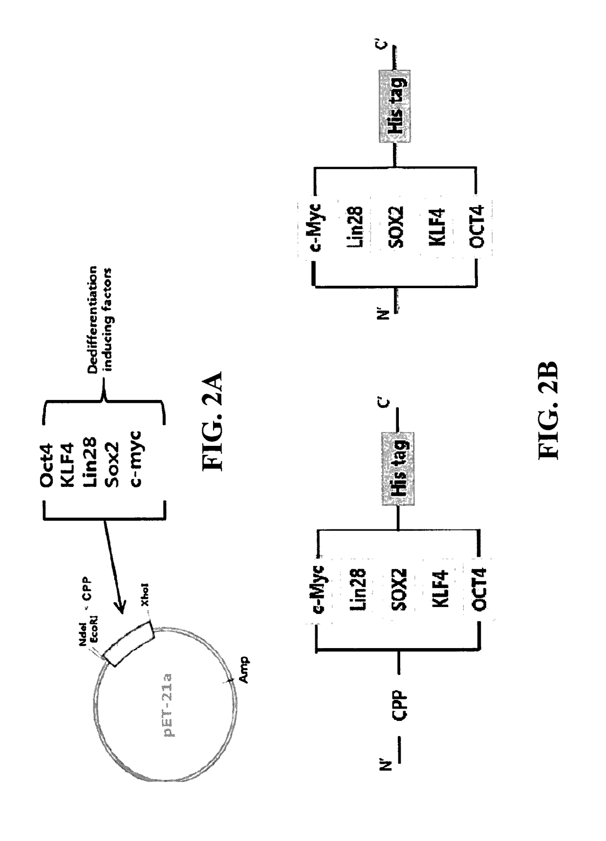 Cell permeable fusion protein for facilitating reprogramming induction and use thereof